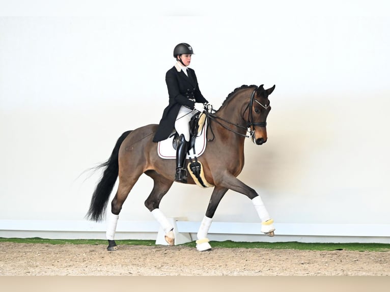 Westphalien Hongre 8 Ans 171 cm Bai in Lüdinghausen