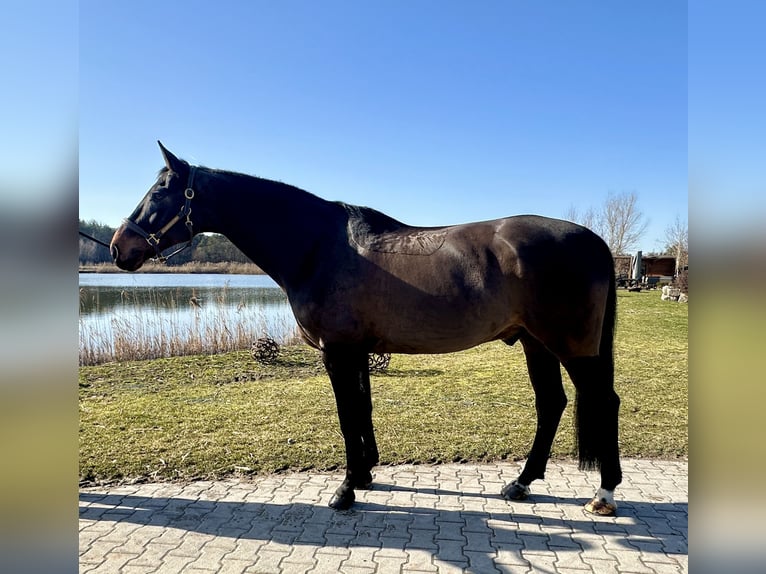Westphalien Hongre 8 Ans 173 cm Bai brun in Weisendorf
