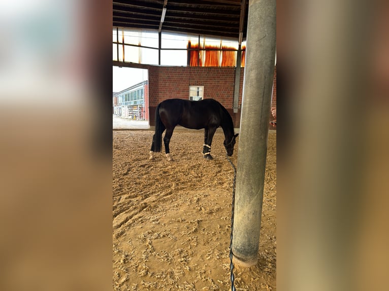 Westphalien Hongre 8 Ans 178 cm Bai brun foncé in Sendenhorst