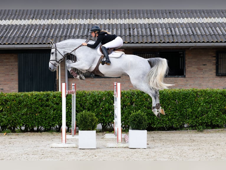 Westphalien Hongre 8 Ans 180 cm Gris in Waddinxveen