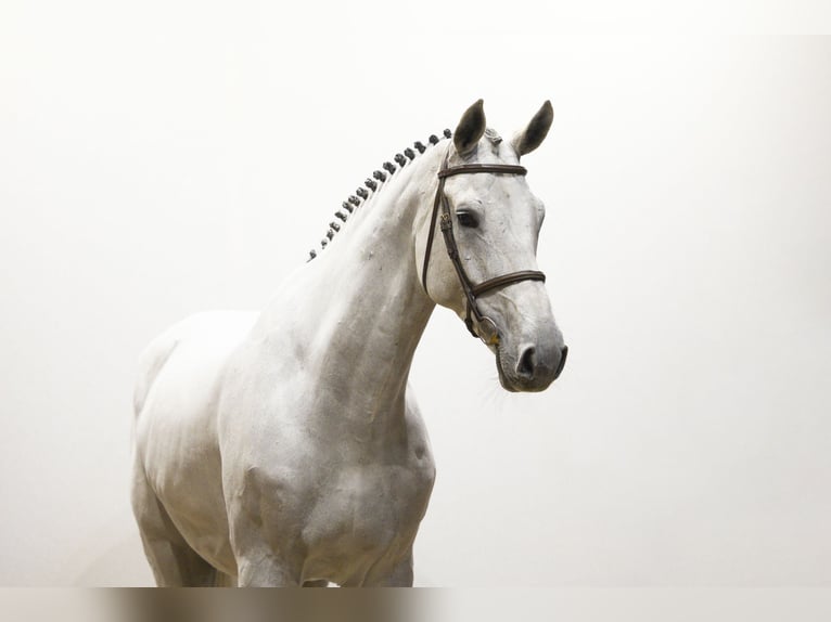 Westphalien Hongre 8 Ans 180 cm Gris in Waddinxveen