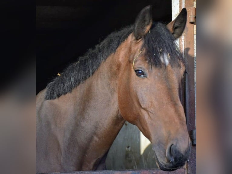 Westphalien Hongre 8 Ans 185 cm in Merzig