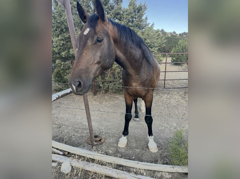 Westphalien Hongre 9 Ans 163 cm Bai cerise in Aguilar, CO