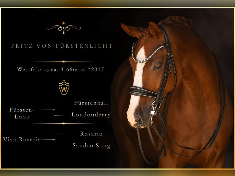 Westphalien Hongre 9 Ans 167 cm Alezan in Wehringen