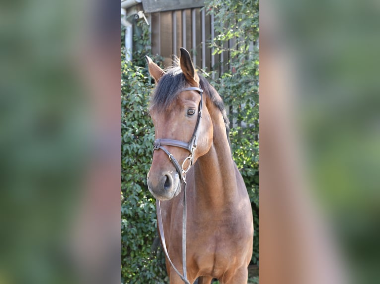 Westphalien Hongre 9 Ans 168 cm Bai in Geilenkirchen