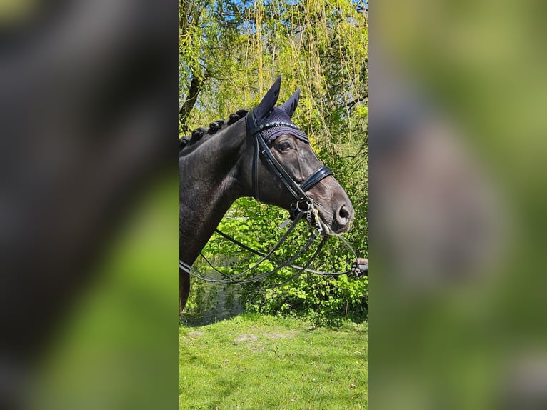 Westphalien Hongre 9 Ans 169 cm Bai brun in Coesfeld