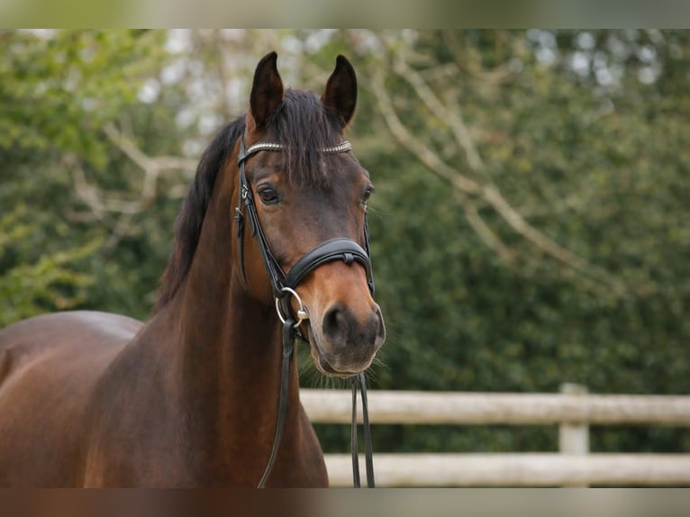 Westphalien Hongre 9 Ans 170 cm Bai in Montbrison