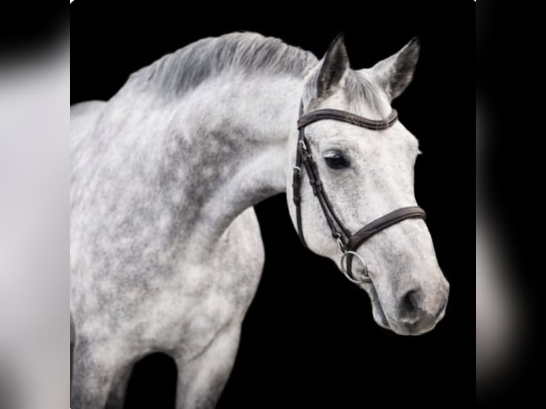 Westphalien Hongre 9 Ans 172 cm Gris pommelé in Lütetsburg