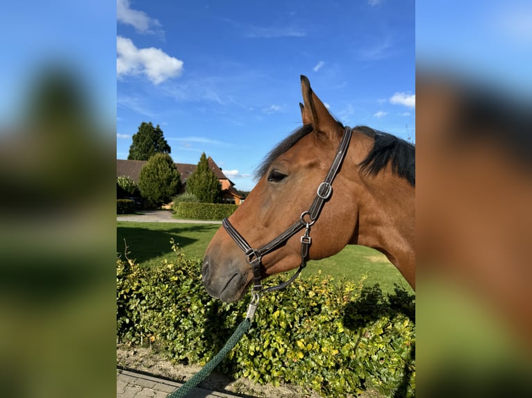 Westphalien Hongre 9 Ans 173 cm Bai in Winkelsett