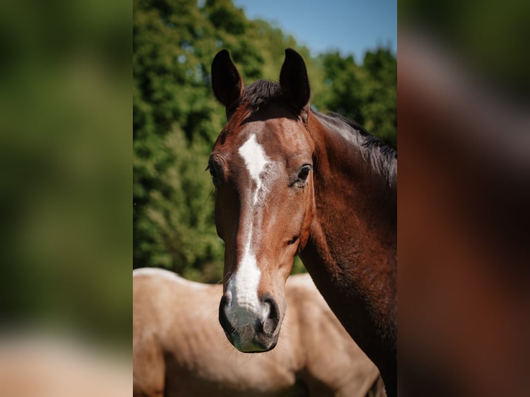 Westphalien Hongre 9 Ans 174 cm Bai in Solingen