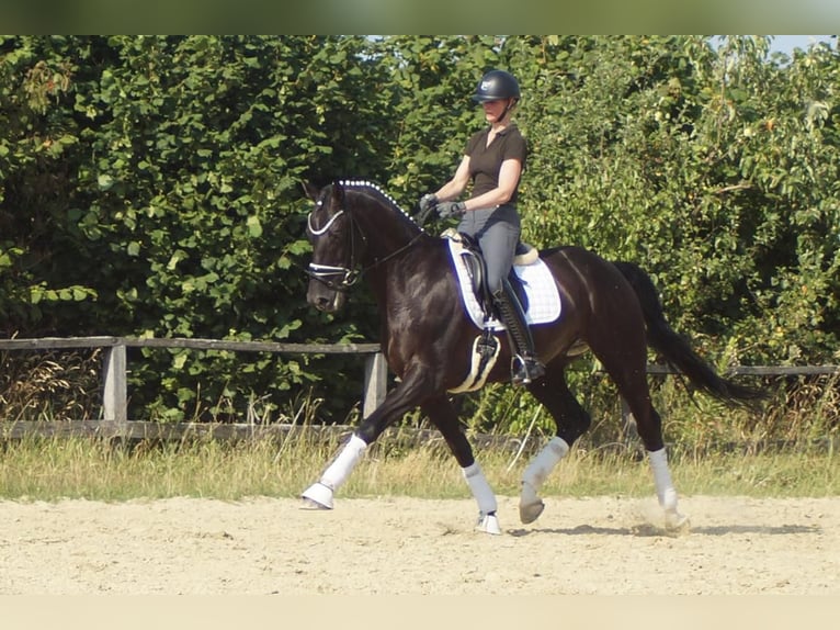 Westphalien Hongre 9 Ans 174 cm Noir in Iserlohn