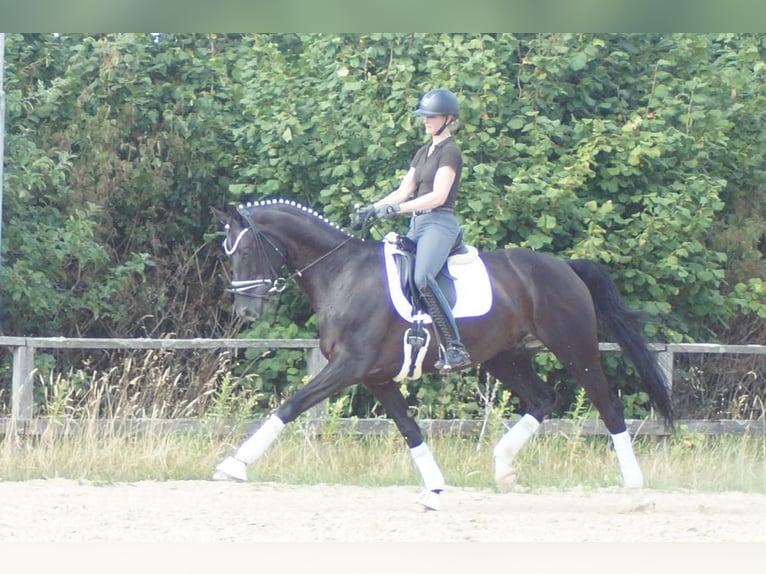 Westphalien Hongre 9 Ans 174 cm Noir in Iserlohn