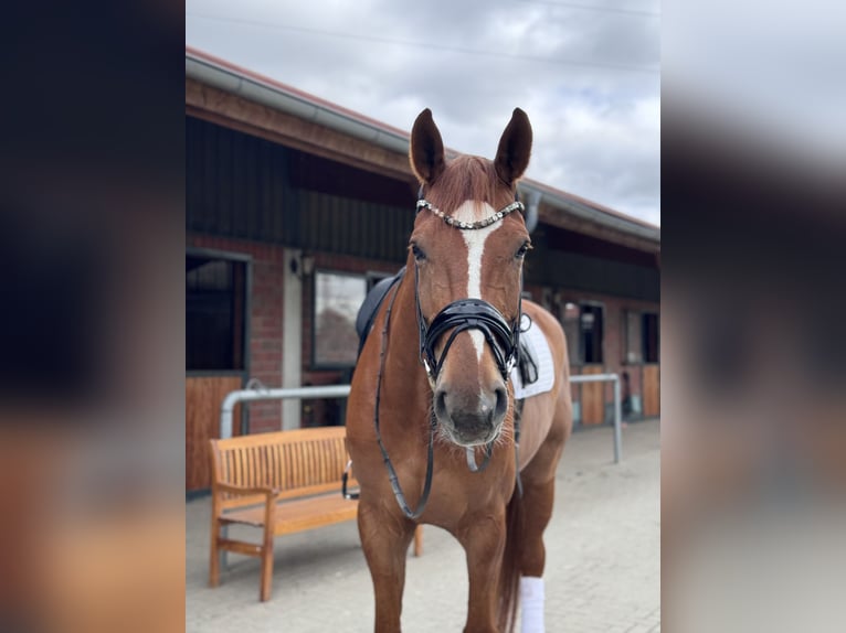 Westphalien Hongre 9 Ans 176 cm Alezan in Bad Soden am Taunus