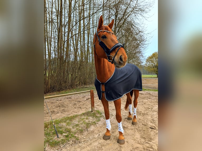 Westphalien Hongre 9 Ans 179 cm Alezan in Ibbenbüren