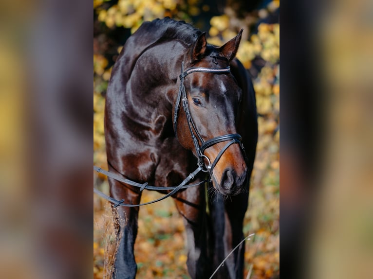 Westphalien Hongre 9 Ans 180 cm Bai brun in Ebreichsdorf