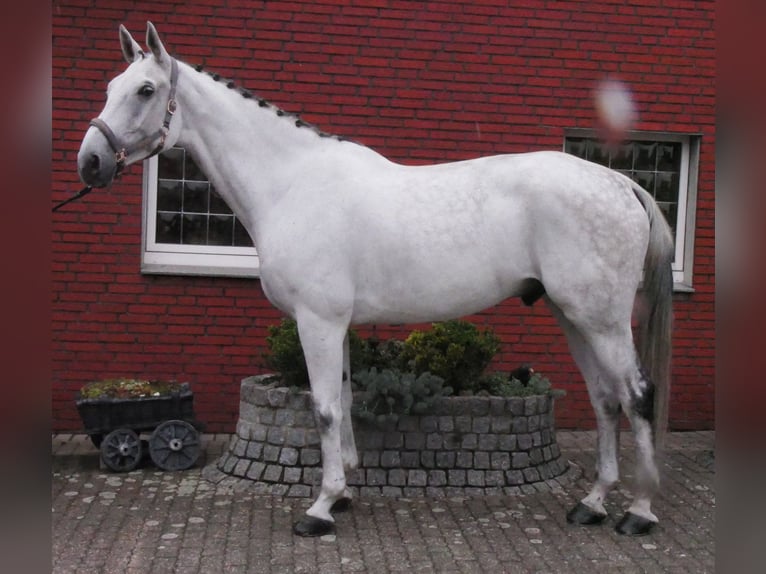 Westphalien Hongre 9 Ans 188 cm  in Dorsten