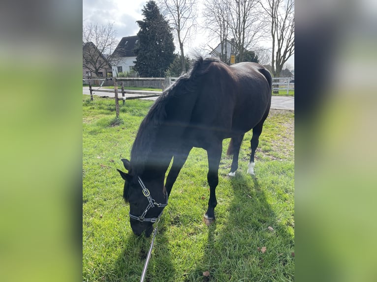 Westphalien Jument 10 Ans 164 cm Noir in Euskirchen