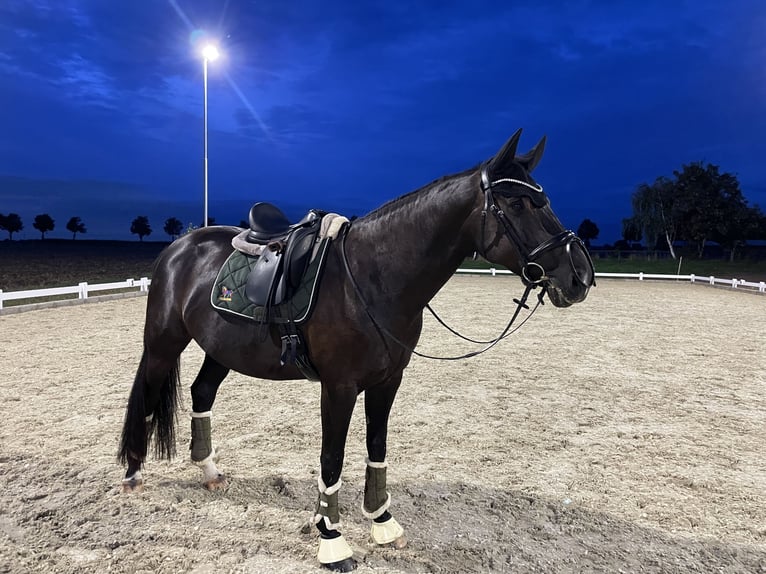 Westphalien Jument 10 Ans 164 cm Noir in Euskirchen