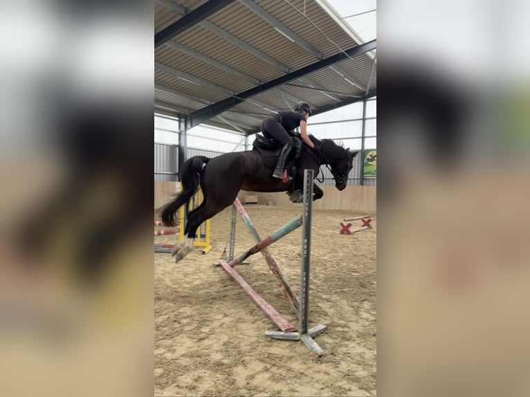 Westphalien Jument 10 Ans 165 cm Bai brun in Bruck an der Leitha