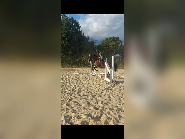 Westphalien Jument 10 Ans 165 cm Bai in Wiesbaden