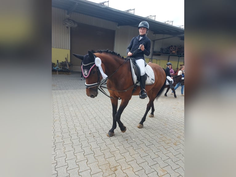 Westphalien Jument 10 Ans 165 cm Bai in Wiesbaden