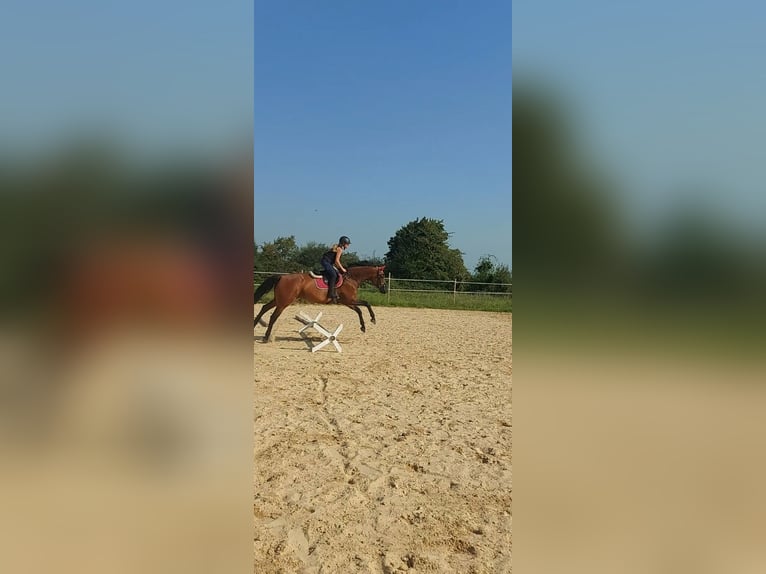 Westphalien Jument 10 Ans 165 cm Bai in Wiesbaden