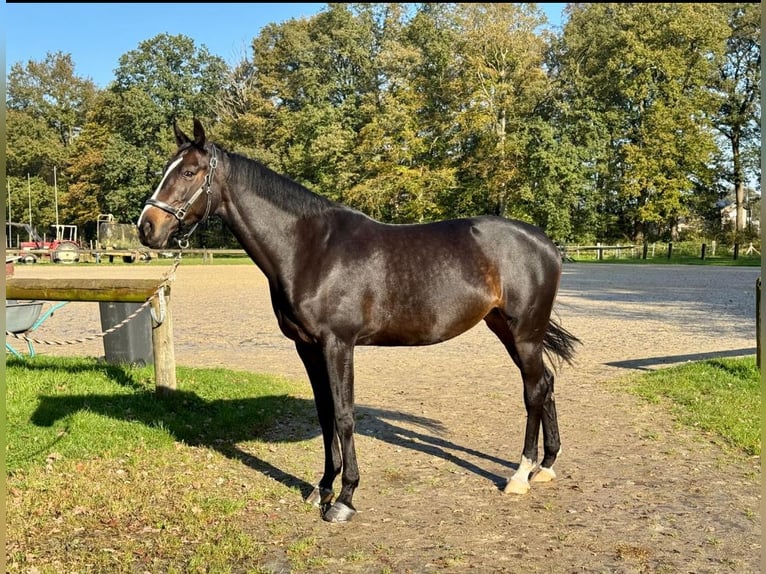 Westphalien Jument 10 Ans 167 cm Bai brun in Rhede