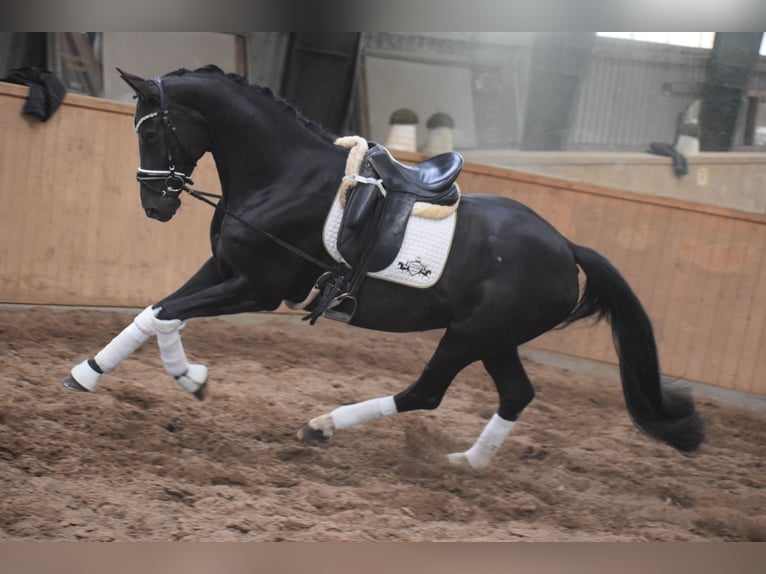 Westphalien Jument 10 Ans 168 cm Noir in Dätgen