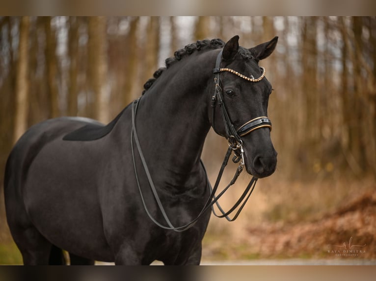 Westphalien Jument 10 Ans 168 cm Noir in Wehringen