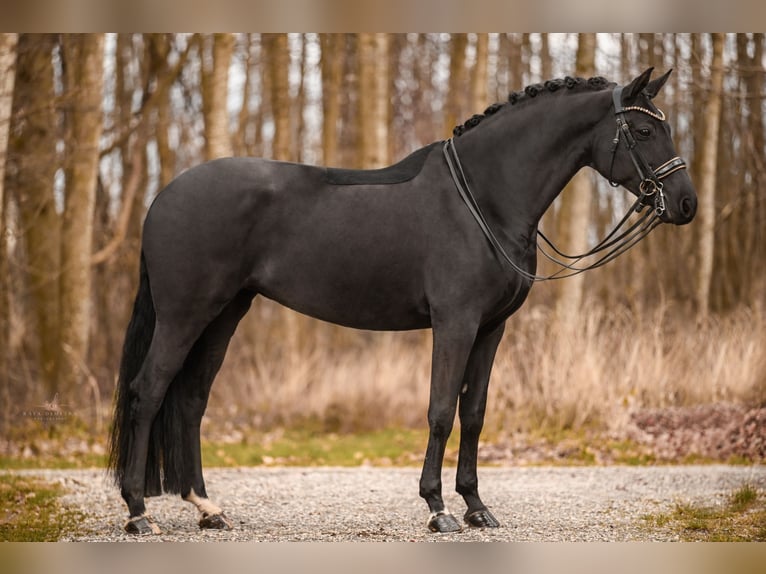 Westphalien Jument 10 Ans 168 cm Noir in Wehringen