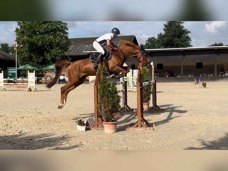 Westphalien Jument 10 Ans 169 cm Alezan in Alzenau in Unterfranken