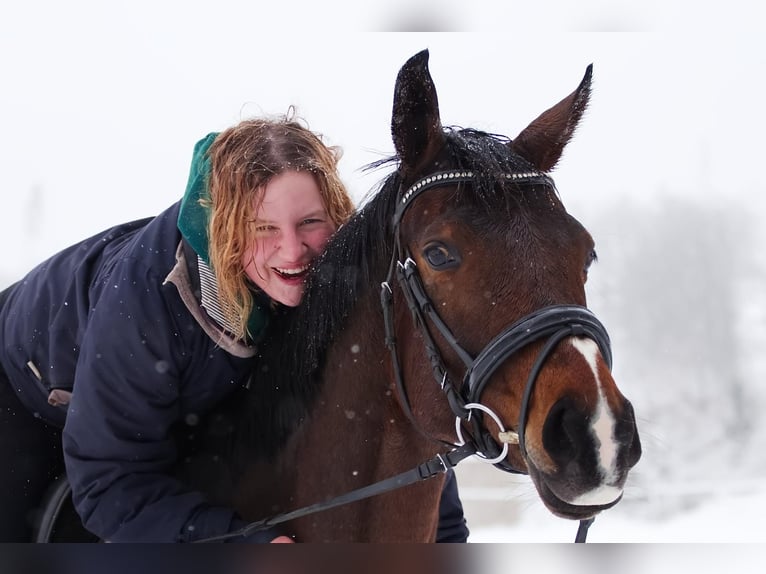 Westphalien Jument 10 Ans 169 cm Bai in Wenden