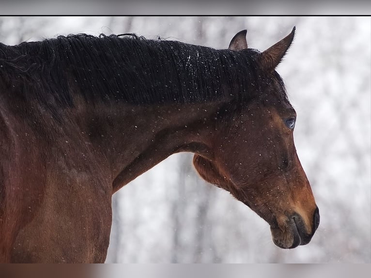 Westphalien Jument 10 Ans 169 cm Bai in Wenden