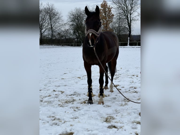 Westphalien Jument 10 Ans 169 cm Bai in Wenden