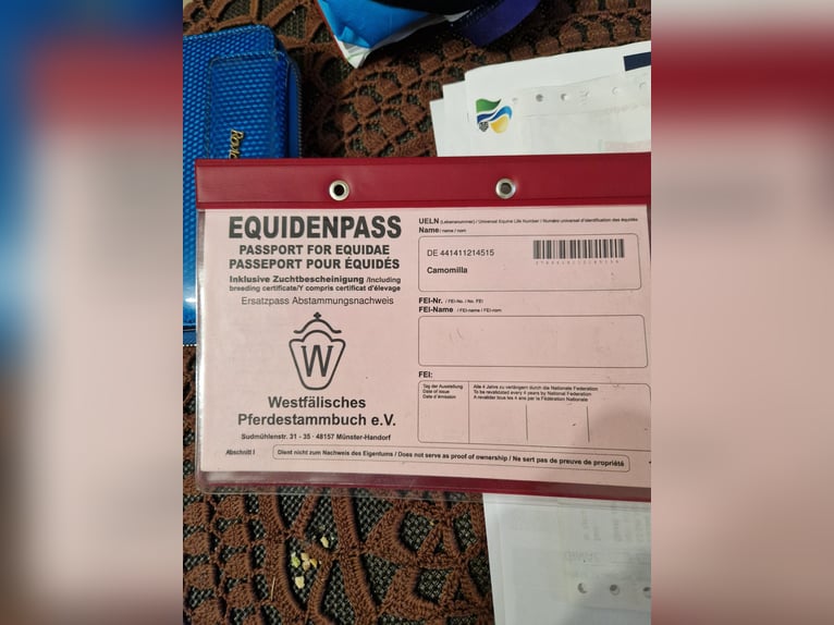 Westphalien Jument 10 Ans 170 cm Bai brun in Baranów