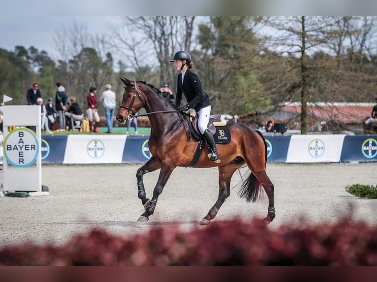 Westphalien Jument 10 Ans 170 cm Bai brun in Baranów