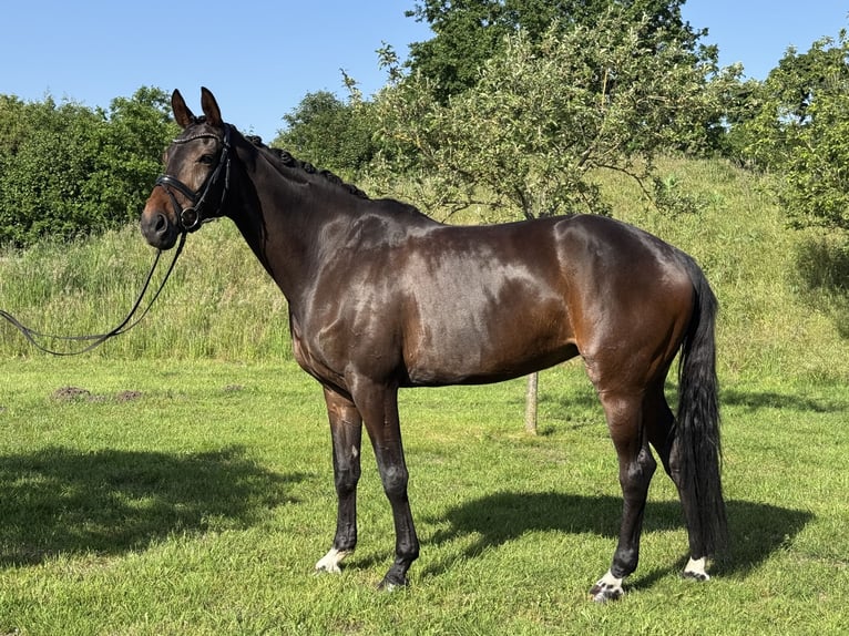 Westphalien Jument 10 Ans 170 cm Bai brun in Sassenberg