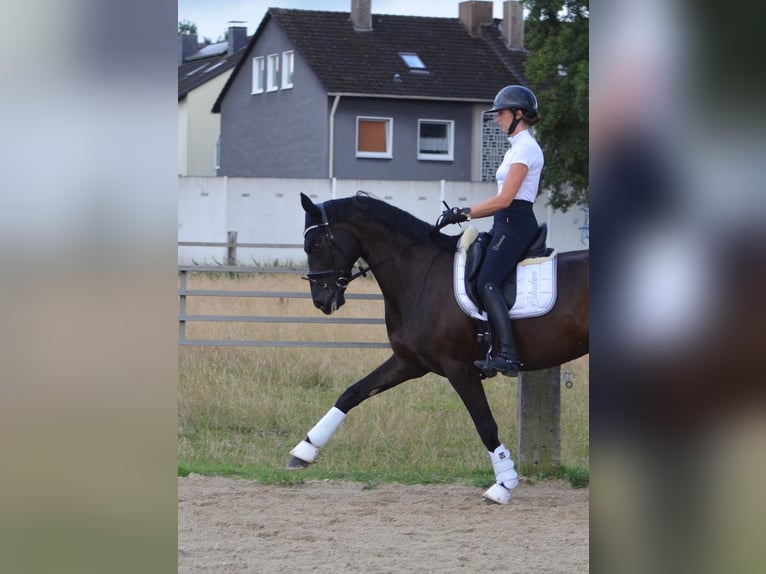 Westphalien Jument 10 Ans 170 cm Bai brun foncé in Witten