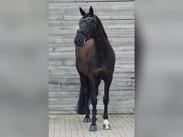 Westphalien Jument 10 Ans 170 cm Bai brun foncé in Witten