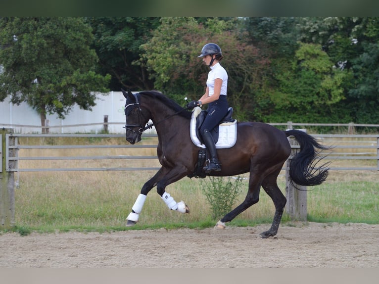 Westphalien Jument 10 Ans 170 cm Bai brun foncé in Witten