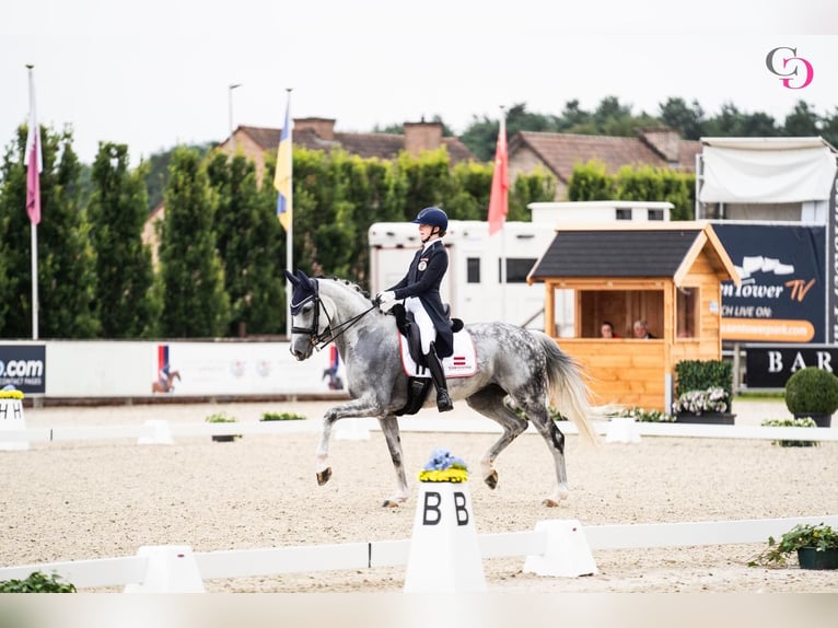Westphalien Jument 10 Ans 170 cm Gris in Traiskirchen