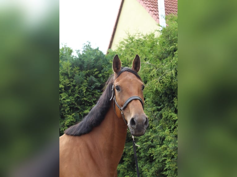 Westphalien Jument 10 Ans 171 cm Bai in Bleicherode