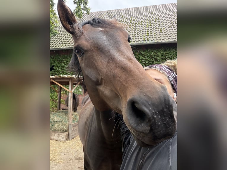 Westphalien Jument 10 Ans 172 cm Bai in Coesfeld