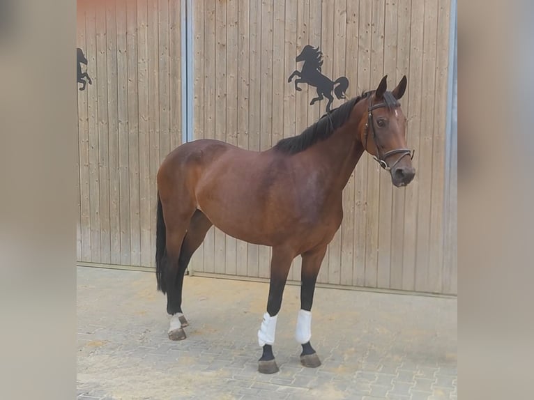 Westphalien Jument 10 Ans 175 cm Bai in Lage