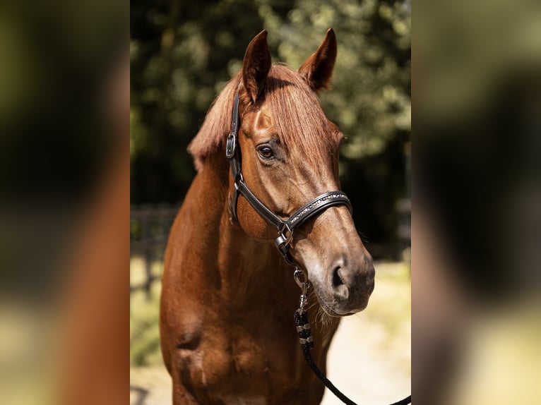 Westphalien Jument 10 Ans 176 cm Alezan in Aachen