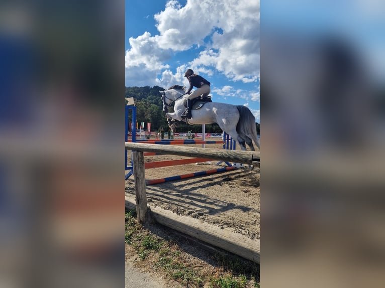 Westphalien Jument 10 Ans Gris in Klein-Preding