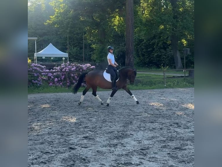 Westphalien Jument 11 Ans 152 cm Bai in Schenefeld