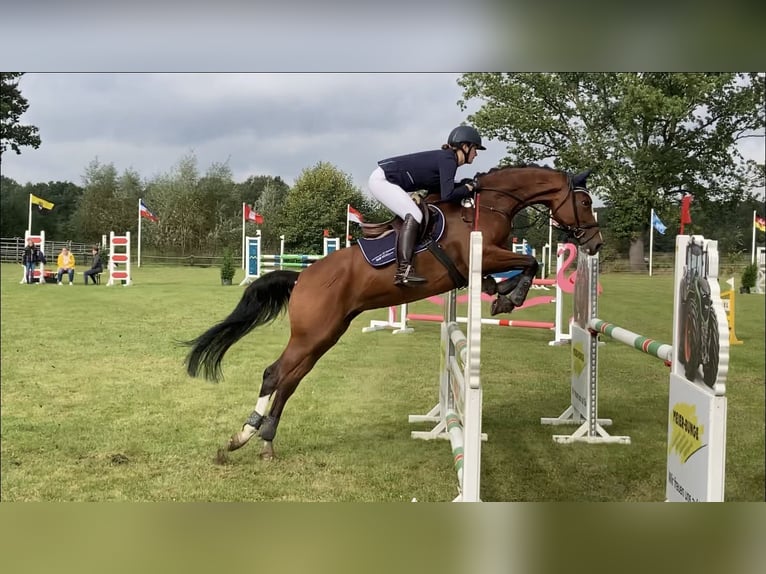 Westphalien Jument 11 Ans 166 cm Bai in Norderstedt