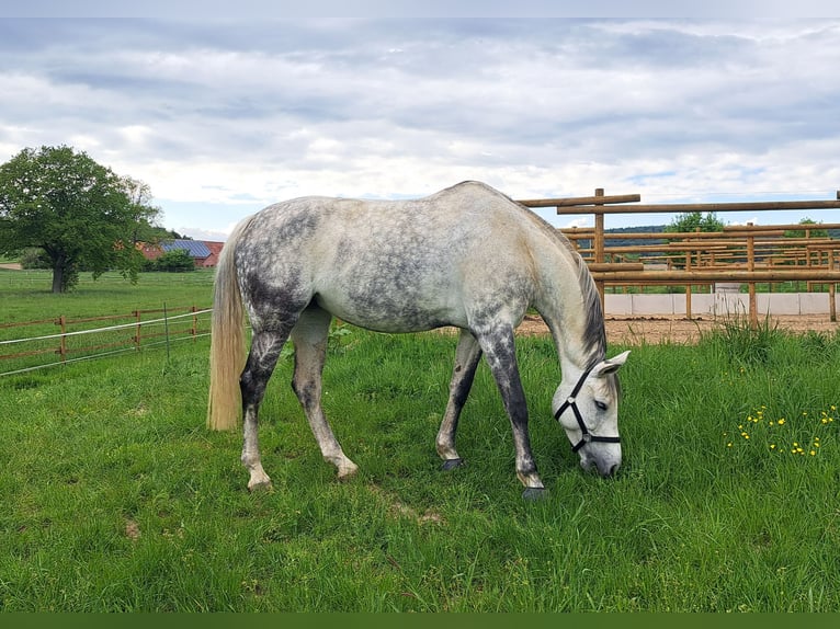 Westphalien Jument 11 Ans 168 cm Gris in Porta Westfalica