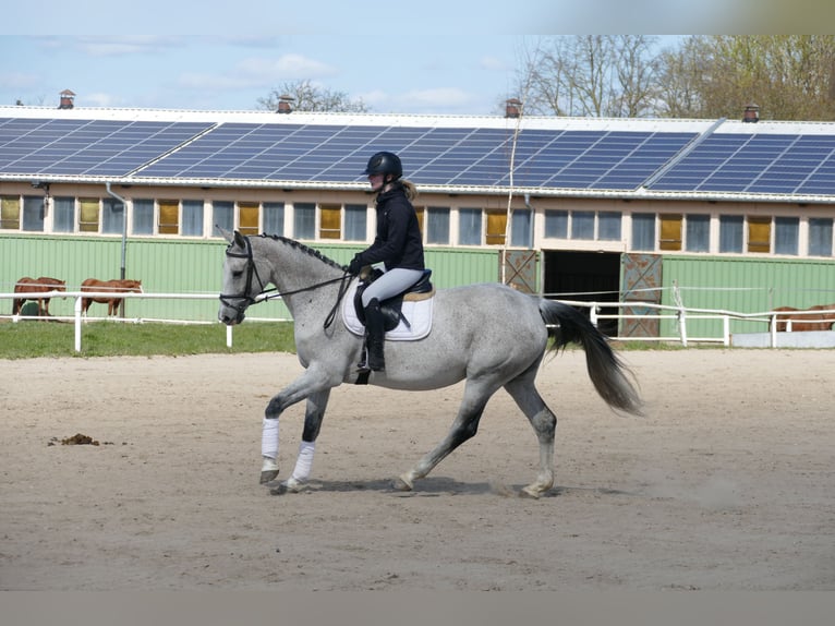 Westphalien Jument 11 Ans 169 cm Gris in Ganschow